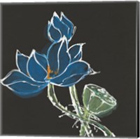 Framed Lotus on Black VII