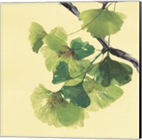 Framed 'Gingko Leaves II Dark' border=