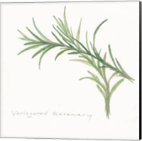 Framed Variegated Rosemary II