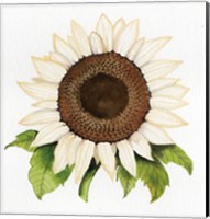 Framed Autumn Elegance White Sunflower