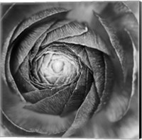 Framed Ranunculus Abstract I BW