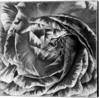 Framed Ranunculus Abstract IV BW