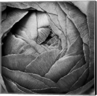 Framed Ranunculus Abstract III BW