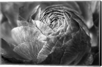 Framed Ranunculus Abstract V BW