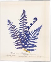 Framed Botanical Fern IV Blue