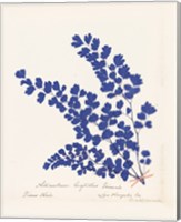 Framed Botanical Fern III Blue