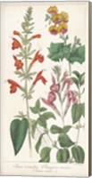 Framed Salvia Florals I