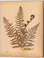 Framed Botanical Fern IV
