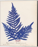 Framed Botanical Fern XI Blue