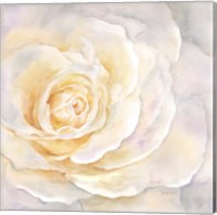 Framed 'Watercolor Rose Closeup II' border=