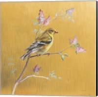 Framed 'Female Goldfinch on Gold' border=