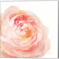 Framed 'Garden Rose on White Crop' border=