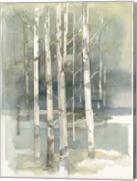Framed Birch Grove I