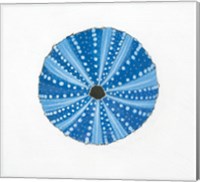 Framed Navy Circular Shell