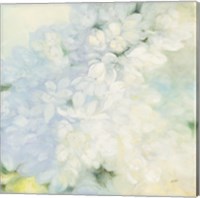 Framed 'White Lilacs' border=