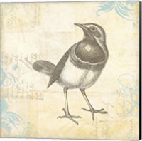Framed 'Engraved Birds II' border=