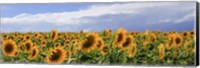 Framed Girasoli in Val D'Orcia