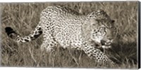 Framed Leopard Hunting