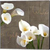 Framed 'White Callas' border=