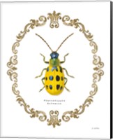Framed Adorning Coleoptera VII
