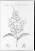 Framed Botany Book XI