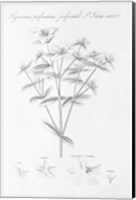 Framed Botany Book X