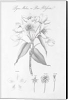 Framed Botany Book VIII