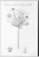 Framed Botany Book VII