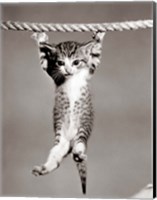 Framed 1950s Little Kitten Hanging From Rope