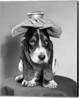 Framed Bassett Hound Dog With Ice Pack On Head