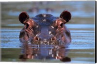 Framed Hippopotamus Amphibius Peering Out From Water