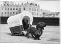 Framed 1930s Two Dachshund Dogs