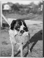 Framed 1930s Dog Holding Cat