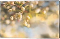 Framed Blush Blossoms II Pastel