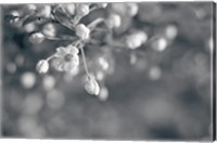 Framed Blush Blossoms II BW