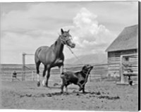Framed 1950s 1960s Black Dog Leading Horse By Holding Rope