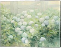 Framed Hydrangea Lane