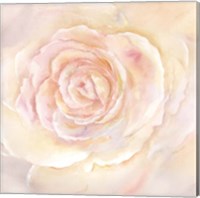 Framed Blush Rose Closeup II