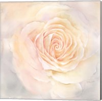 Framed Blush Rose Closeup III