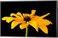 Framed Black Eyed Susan III