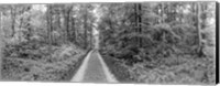Framed Dirt Road Passing through a Forest, Baden-Wurttemberg, Germany