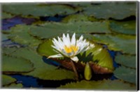 Framed Water Lily in a Pond, Florida