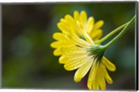 Framed Close-Up of Raindrops on Voltage Yellow African Daisy Flowers, Florida