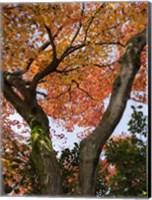 Framed Fall Leaves on V Shaped Tree, Japan