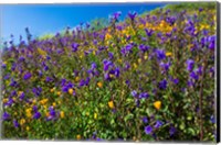 Framed Wildflowers Growing in a Field, Diamond Valley Lake, California