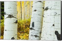 Framed Detail of Aspen Tree, Colorado