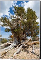 Framed Ancient Bristlecone Pine Forest in the White Mountains, California