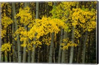 Framed Autumn Trees in Maroon Creek Valley, Aspen, Colorado