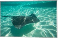Framed Stingray in the Pacific Ocean, Moorea, Tahiti, French Polynesia
