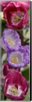 Framed Close-up of Tulip flowers